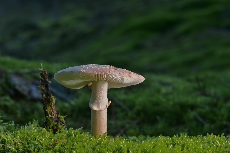 Enchanted Forest
